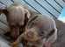 Miniature dachshund puppies