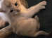 Pedigree,  Registered,  microchipped,  vaccinated and vet checked
