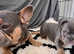 FRENCH BULLDOG PUPPIES LOOKING FOR THEIR FOREVER HOMES