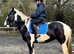 16h 5 yr old coloured mare backed and riding well