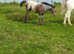 Appy x knabstrubber filly compoto breed to do any job