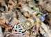 Selection of Leopard Geckos at Birmingham Reptiles