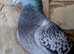 Breeding pairs for sale