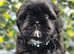Shih Tzu (Last boy)