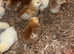 Chicks