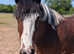 Beautiful Andulucian, Dutch warmblood X cob