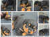 Beautiful rottweiler pups