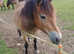 Stunning Exmoor Mare