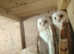 Barn owl for sale