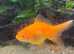 Goldfish for sale
