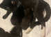 Stunning Siamese & Domestic Kittens