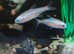 Assorted Tetra
