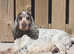 ROYAL KCreg Cocker Spaniel puppies (SUPERB COLOURS!)