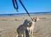Saluki greyhound