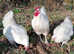 Australorps (White) Hatching Eggs x6