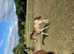 Dun p/b NF filly foal