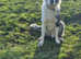 Stunning litter of collie pups 2 boys available
