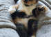 GCCF registered Devon Rex variants