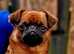 Lovely Red Smooth Coat Griffon Bruxellois Male