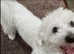 Bichon Frises GIRL