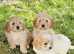 Lovely cavapoochon girl puppies for sale