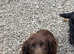Kc proven cocker spaniel stud