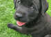 Rotty cross 9 weeks old