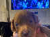 3 F1B cavapoos