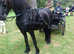 Freisian mare