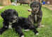 Fox Terrier x Labradoodle Puppies - Ready Now!