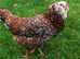 Speckled Pullets Available - excellent layers