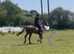 Smart chunky 16/16.1h 6yo 2019 ex Pt2Pt Irish chestnut TB gelding ***