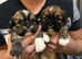 Only 1 gorgeous boy left beautiful Lhasa apso ready to leave for his forever home 24th may