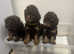 Toy poodle for sale