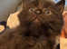 GORGEOUS MALE NORWEGIAN FOREST KITTEN