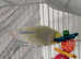 Budgies need rehomed