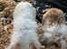 Mini lion lop babies