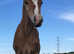 Chestnut colt