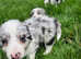 Border collie pups for sale