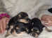 Miniature/micro chockie puppies