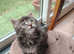 Maine Coons kittens