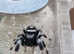P Regius Jumping Spiders