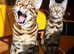 Exceptional Bengal boys available