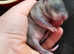 Gambian Pouched Rat babies