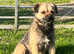 Border terrier boy