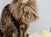 Maine Coon cat