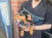 Lovely female dachsund cross terrier