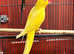 Stunning yellow Indian ringnick parrot