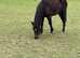 Registered New Forest  yearling , 2 and 3 year old Geldings & Filly