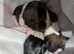 5 puppies